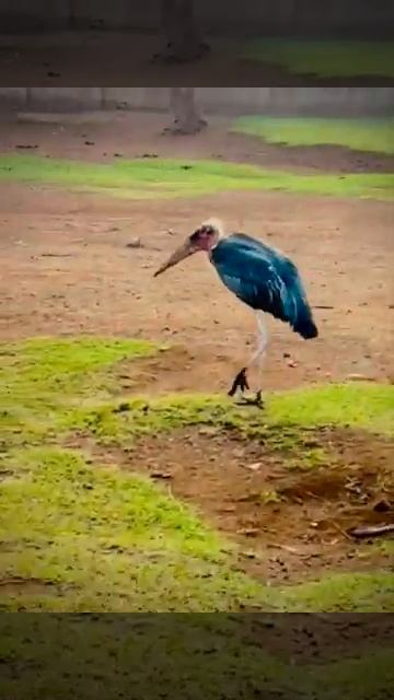 Marabou Stork facts: they chase fire | Animal Fact Files..in uganda birds смотреть онлайн