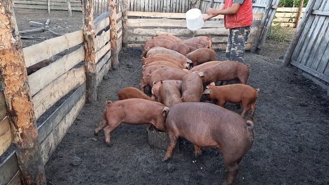 Наши будни. Ну оочень вкусная каша!