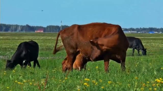 Funny Animals Duck & Frog & Peacock & Shark - Coffin Dance Meme ( Cover ) смотреть онлайн