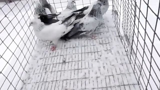 SAM 6708 смотреть онлайн