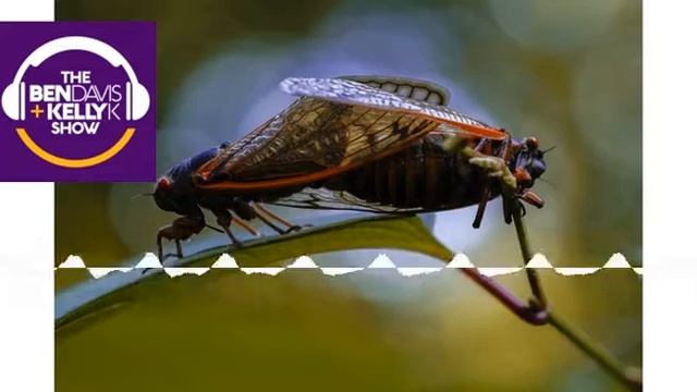 Setting the Bar: Cicada Crash смотреть онлайн