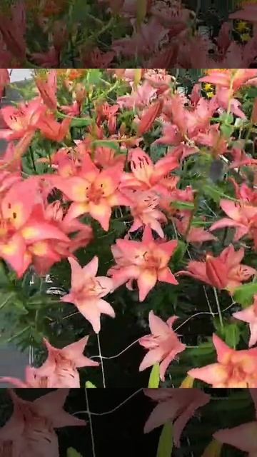 Lilia Azjatycka Lilium 'Trogon' 🪴 Zobacz jak wygląda 🌱 - CEBULE które KWITNĄ -