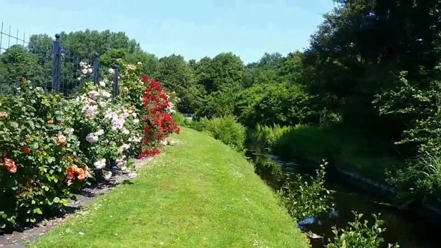 Rosarium Den Haag смотреть онлайн
