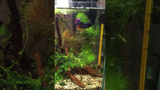 Закат смотреть онлайн