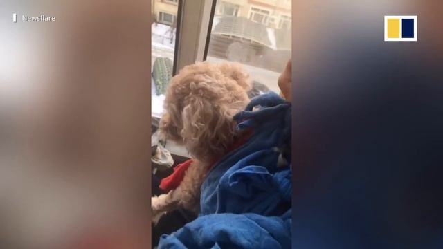 Chinese man in quarantine ‘walks’ dog from fourth-floor window смотреть онлайн