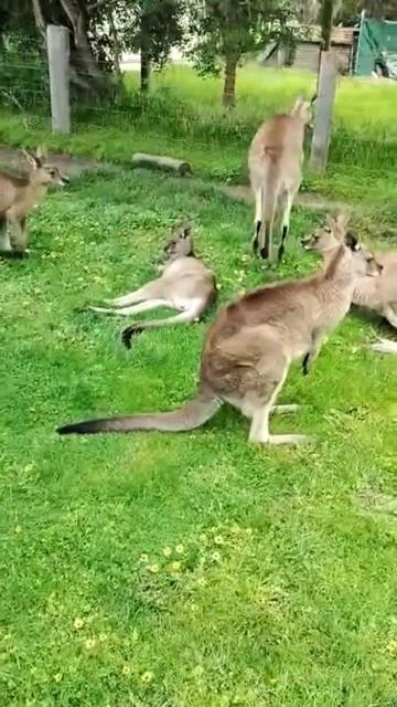 Living for adventure in Australia #travel #animals #kangaroo #caption #faces #cutenessoverload смотреть онлайн