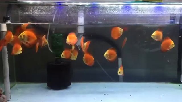 Discus Red Melon 2.5" смотреть онлайн