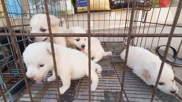 Puppies for sale @ Pet Paradise (ODIA / HINDI) || Aquarium shop visit in Berhampur, Odisha смотреть онлайн
