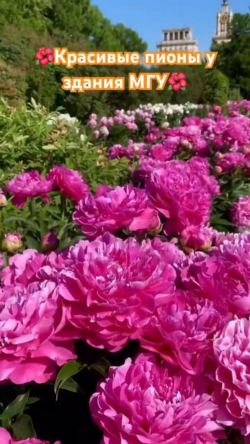 🌺Красивые пионы у здания МГУ🌺 смотреть онлайн