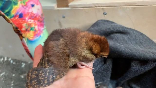 Фазаний питомник Тибет смотреть онлайн