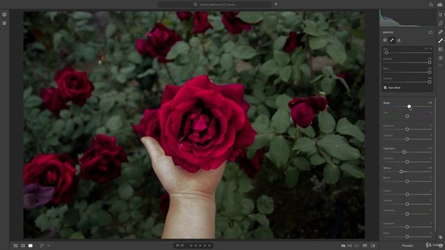 18-24 - Редактирование фотографии розы в Adobe Lightroom смотреть онлайн