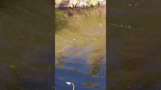 @ шикарний линок гне вудку 👍👍👍 смотреть онлайн