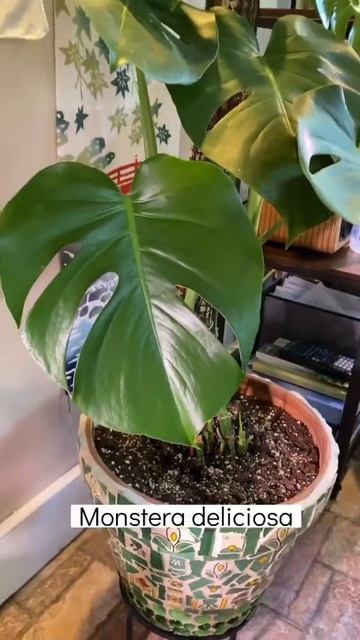 Favorite CLIMBING HOUSEPLANTS #shorts #urbanjungle #houseplants смотреть онлайн