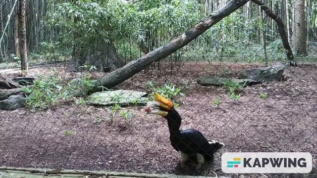 Rhinoceros Hornbill смотреть онлайн