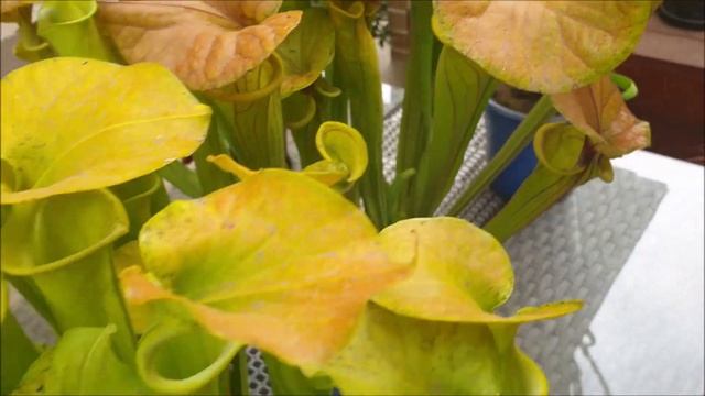 Sarracenia Flava - Exploring The Varieties