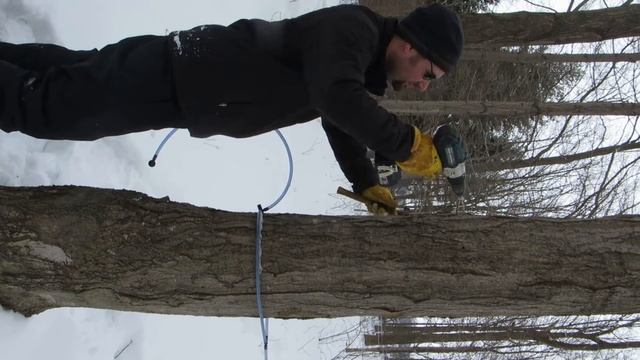 How to tap a sugar maple смотреть онлайн