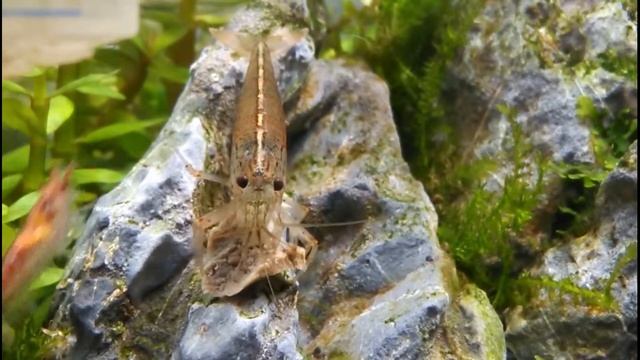 Caridina japonica смотреть онлайн