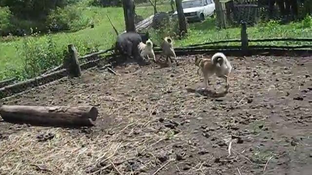 Перше знайомство щеня Лайки з кабанами смотреть онлайн