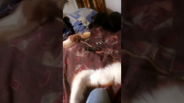 Хорек шмонька смотреть онлайн