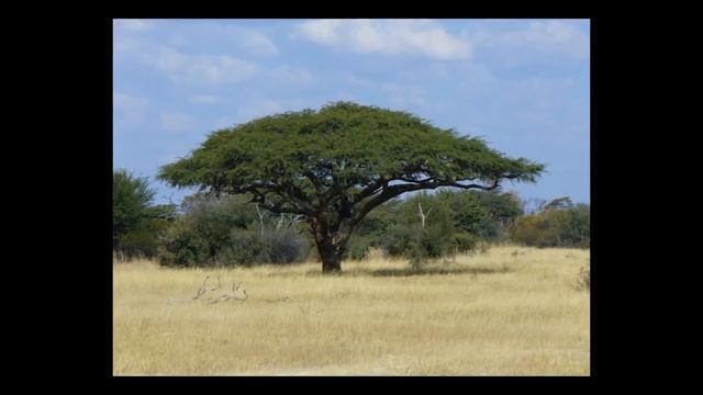Брахилена олеандролистная (Brachylaena neriifolia) смотреть онлайн