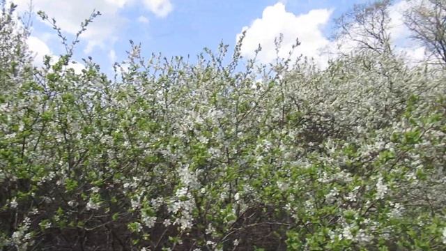 В. Безгодков. Слышать и видеть красоту природы, её пение. Миру мир.