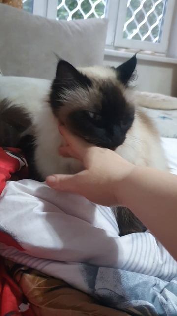 Кошка Моника|Моника соскучилась| Невская Маскарадная| Monica Cat смотреть онлайн