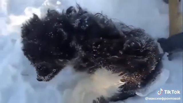 Спасение щенка смотреть онлайн
