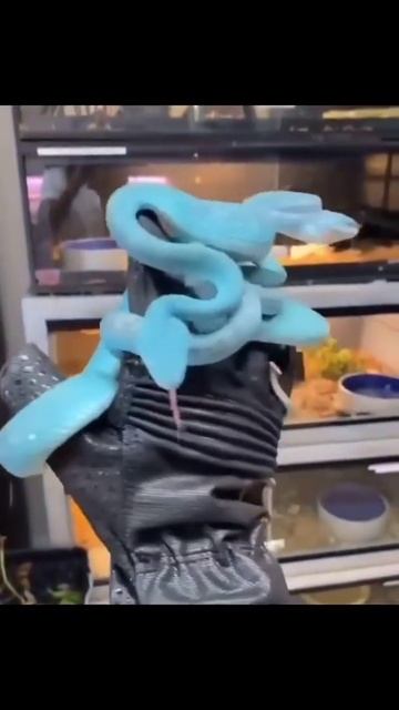 Blue snake 😯 looking beautiful 😍 but risky смотреть онлайн
