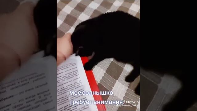 Кошечка Хамса не дает заниматься,требует внимания. смотреть онлайн