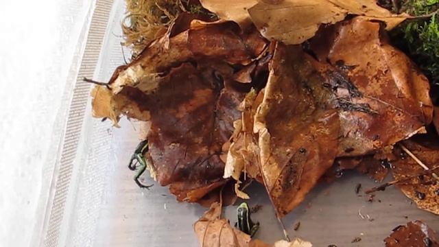 Ameerega trivitatta смотреть онлайн