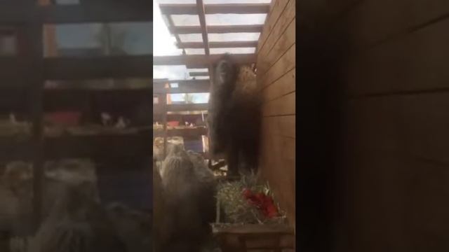 Авитаминозу НЕТ! смотреть онлайн