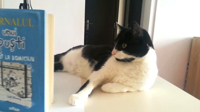Cat reading смотреть онлайн