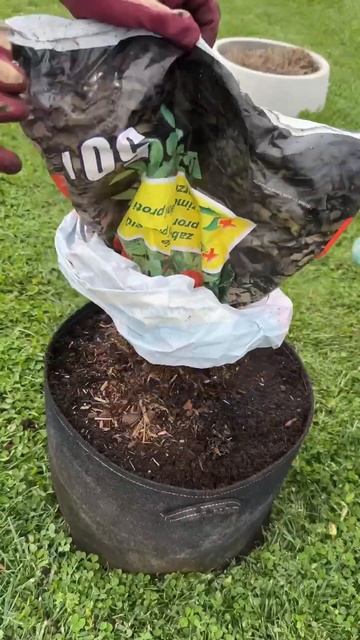 Planting potatoes in old containers смотреть онлайн