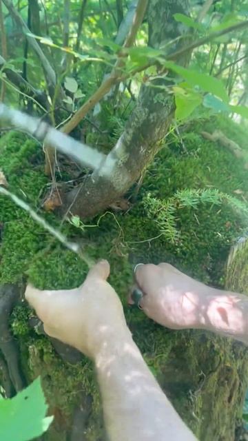 Moss foraging #moss #terrarium #pdx #diy #howto #fyp #plantsmakepeoplehappy #plants #plantlove смотреть онлайн