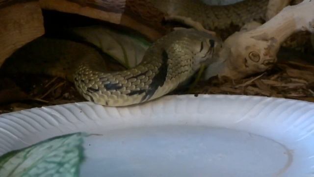 Snakes Eating Fish?! смотреть онлайн