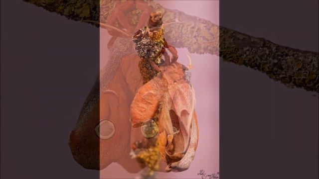 Sfarfallamento Antheraea polyphemus смотреть онлайн