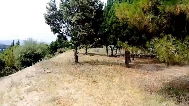 Doğaya Keklik Salımı. Adana Ceyhan Sarımazı Ormanı