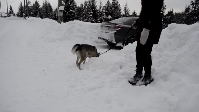 Крепыш и Чуча смотреть онлайн