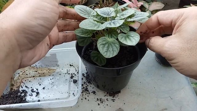 Cara Repotting Peperomia Caperata Tanpa Stress Akar смотреть онлайн