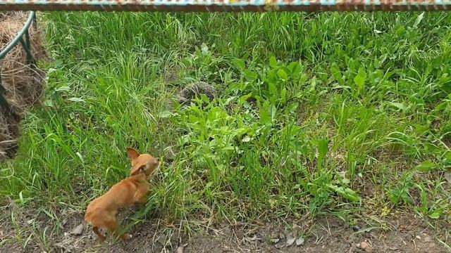 К нам пришёл ёжик!🦔 Той-терьер впервые видит такое животное🐕 смотреть онлайн