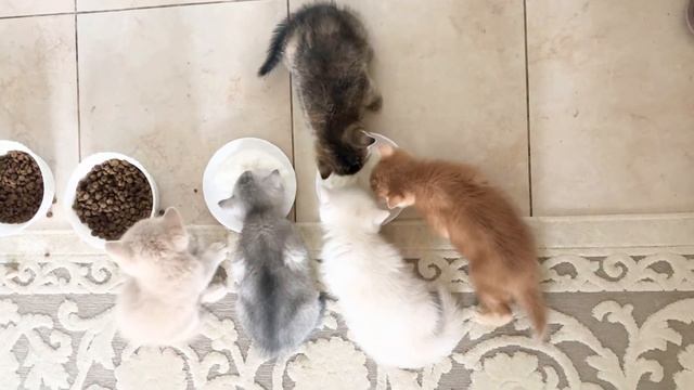 British kittens are eating 🍽. Британские котята 🐱 едят творожок. смотреть онлайн