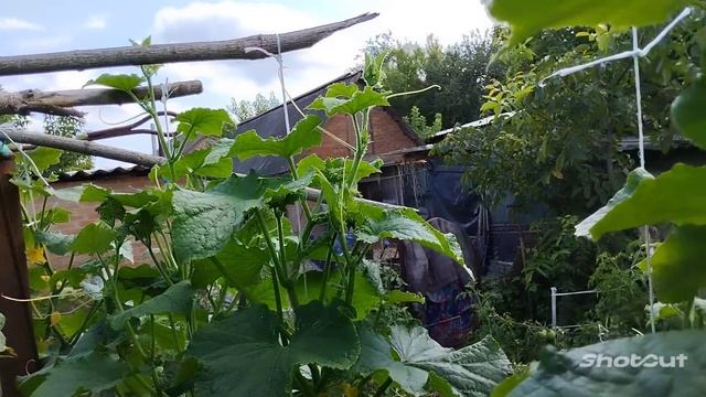 Вирощування/підкормки/обробка огірків від А до Я🔥Як це роблю я☝️Відповіді на питання💯