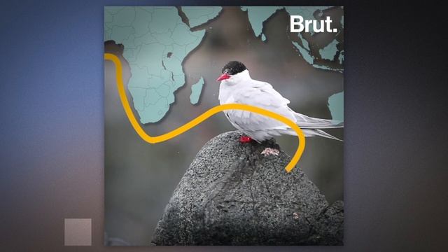 The Arctic Tern Holds the Record for the Longest Migration смотреть онлайн