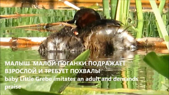 УЧЕНИКИ ХОРОШИЕ И ТАК СЕБЕ good students and so-so смотреть онлайн