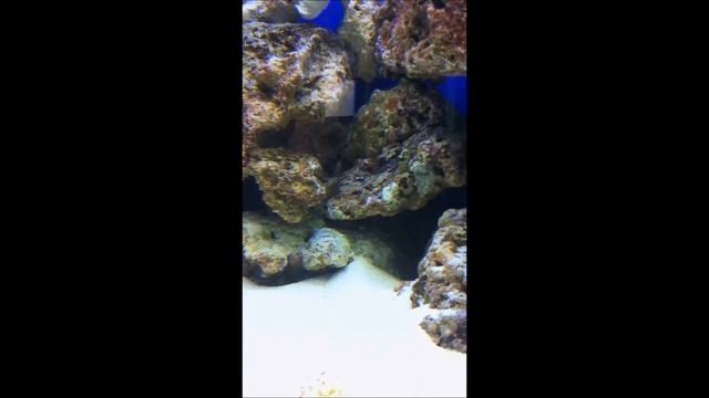 crabe poilu смотреть онлайн