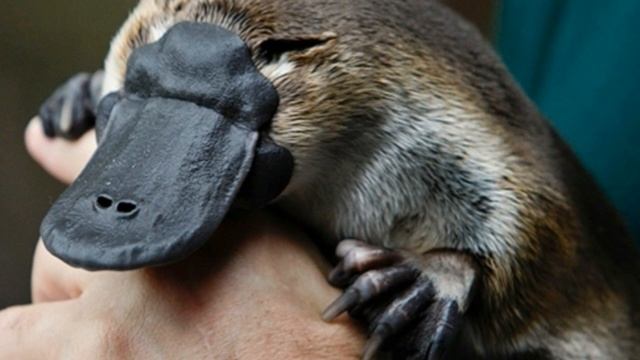 Platypus Facts Interesting Facts about Platypus Facts about Platypus смотреть онлайн