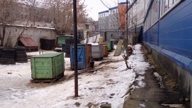 Тренировка в ЦЕНТРОССПАСе Костантин и Викинг смотреть онлайн