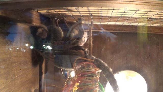 Питон смотреть онлайн