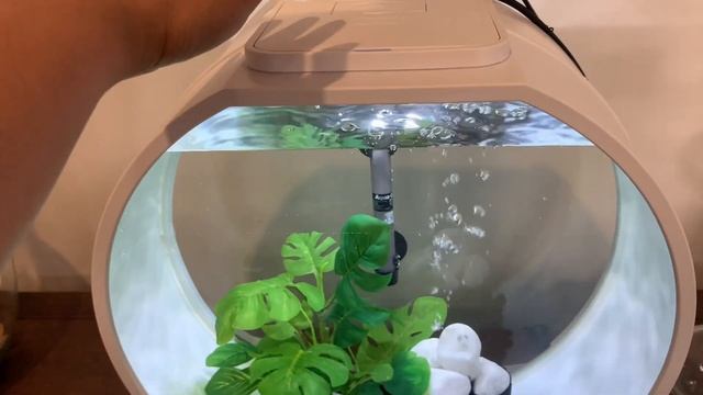 DECO O MiNI FISH TANK AQUARIUM | Meet Our New Pet #fishtank  #fightingfish