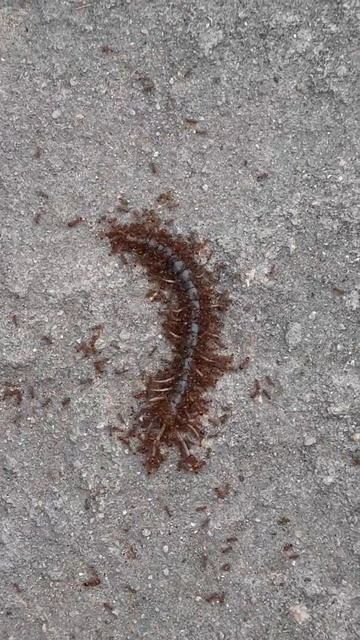 ants killed centipede смотреть онлайн